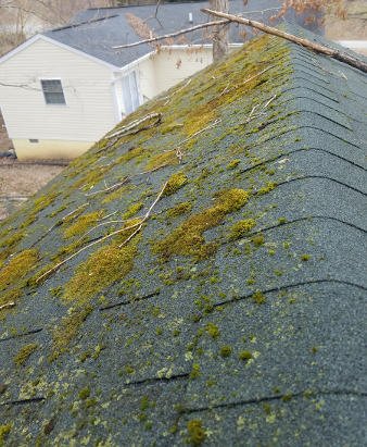 roof with moss