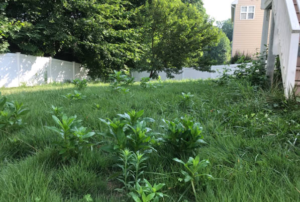 lawn before lawn before