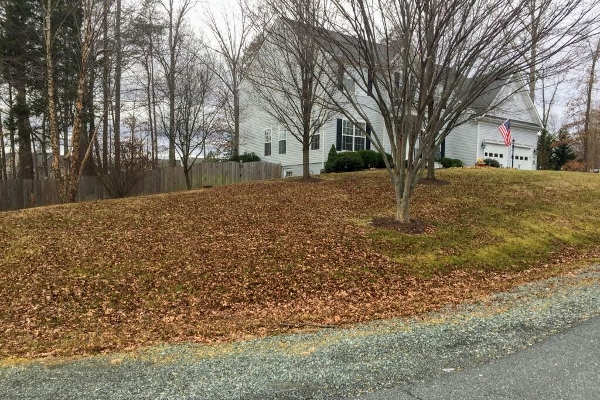 leaves on lawn leaves on lawn
